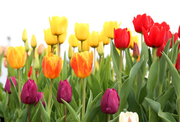 Colorful tulip flowers isolated on white background