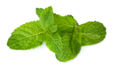 Mint isolated on white