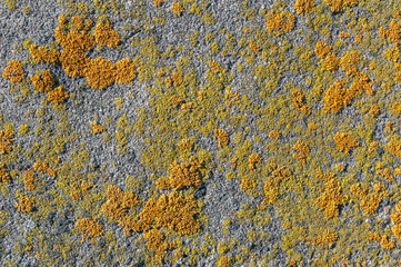 texture concrete moss