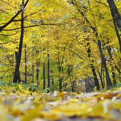 Autumn forest in yellow colors