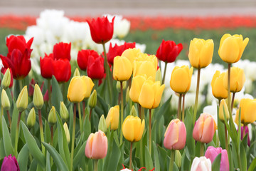 Close-up colorful tulip flowers