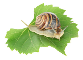 Snail on leaf isolated on white