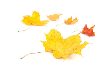 yellow maple leaf on white background