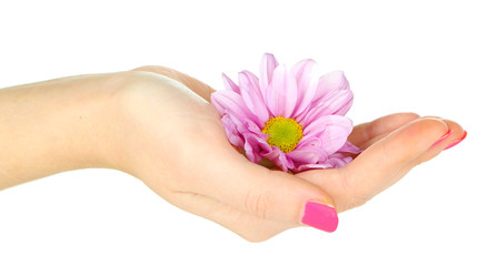 Beautiful purple flower in women hand isolated on white
