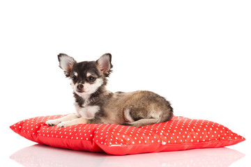 chihuahua isolated on white background