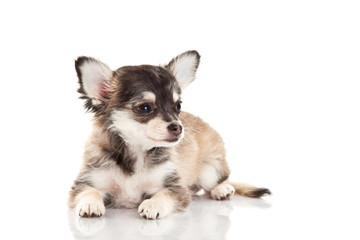 chihuahua isolated on white background