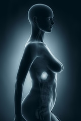 Woman spleen anatomy x-ray lateral view