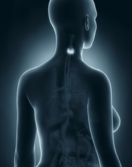 Woman thyroid anatomy x-ray black posterior view