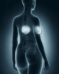 Woman breast anato my x-ray black posterior view