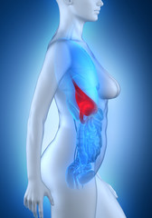 Woman stomach anatomy white lateral view