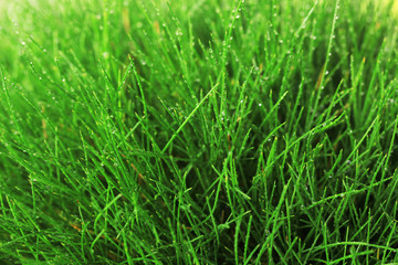 Fototapeta na wymiar Beautiful green grass, close up