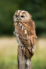 Tawny Owl