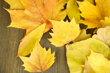Bright autumn leafs on wooden table