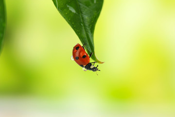 Beautiful ladybird on green plant