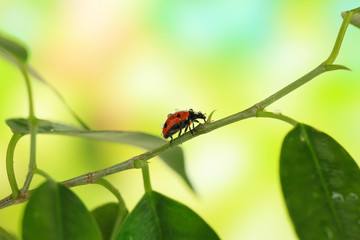 Beautiful ladybird on green plant