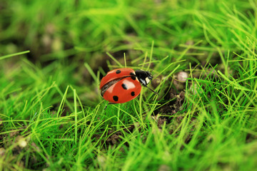 Beautiful ladybird on green moss, close up