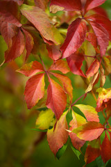 Red leaves on bright background