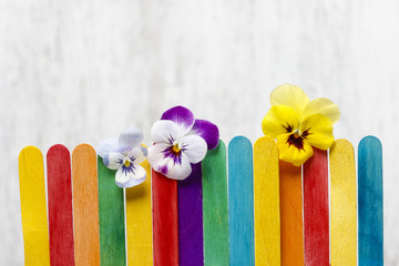 The pansy flowers on colorful wooden fence. Copy space.