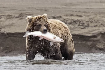 Foto auf Glas Coastal Brown Bear With Catch © stuckreed