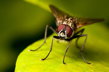 Fototapeta premium fly