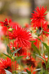 Colorful dahlia flower