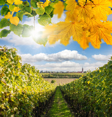 Weinanbau in der Pfalz: Wingert an sonnigem Herbsttag