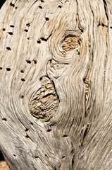 Holzstruktur
