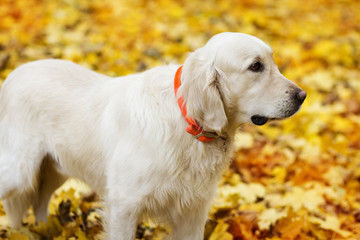 Profile of golden labrador retriever in autumn park
