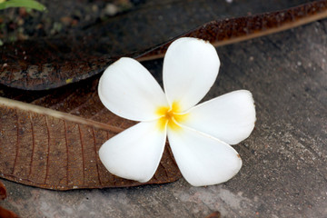 Fototapeta na wymiar ¯ółtawo białe kwiaty frangipani są.