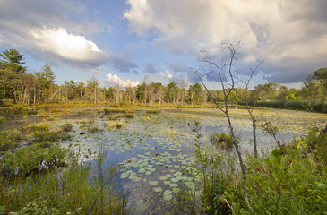 Swamp at Canoe Meadows in Pittsfield, Massachusetts