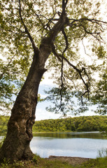 Oak Tree on the shore of Berry Pond