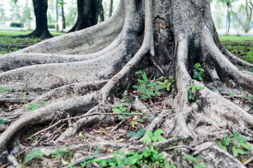 Fototapeta na wymiar Roots tree in park