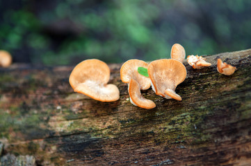 Mushroom growing on tree