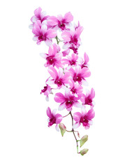 bouquet of purple orchid flower isolated on white background