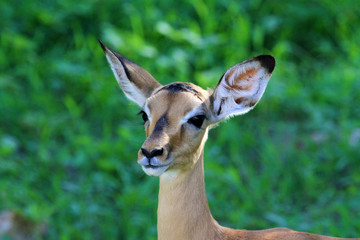 Impala