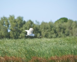 White bird flying in Camargue France