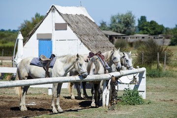 Portrait of nice horses wild in camargue french Region
