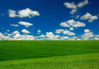 Obraz premium Wheat field and sky