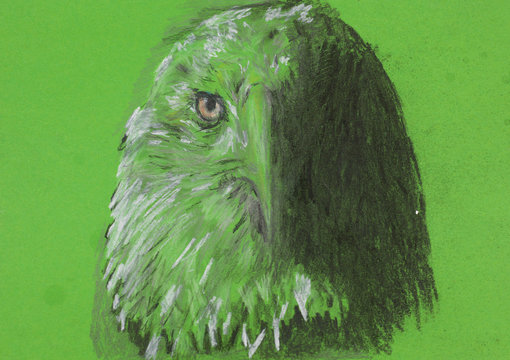 eagle head, chalk sketch