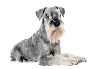 standard schnauzer