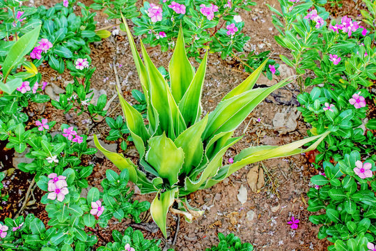 The sisal