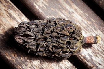 Magnolia cone