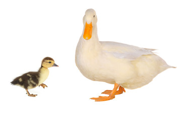 duck