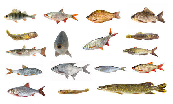 species of river fish