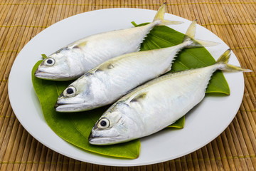Fresh mackerel fish.