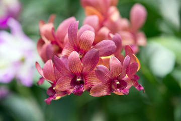 orchid