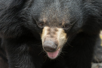 bear