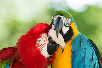 Naklejka premium parrots