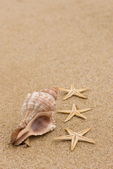 Fototapeta na wymiar Conch shell and starfish at beach close up