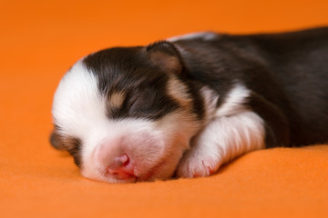 A cute sleeping one week old chocolate havanese puppy dog